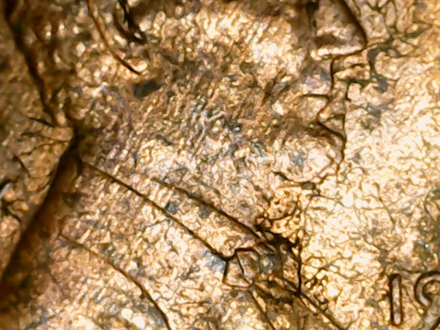 Need-Help-Identifying-1991-D-Lincoln-Cent-W/What-Looks-Like-A-Shattered-Die