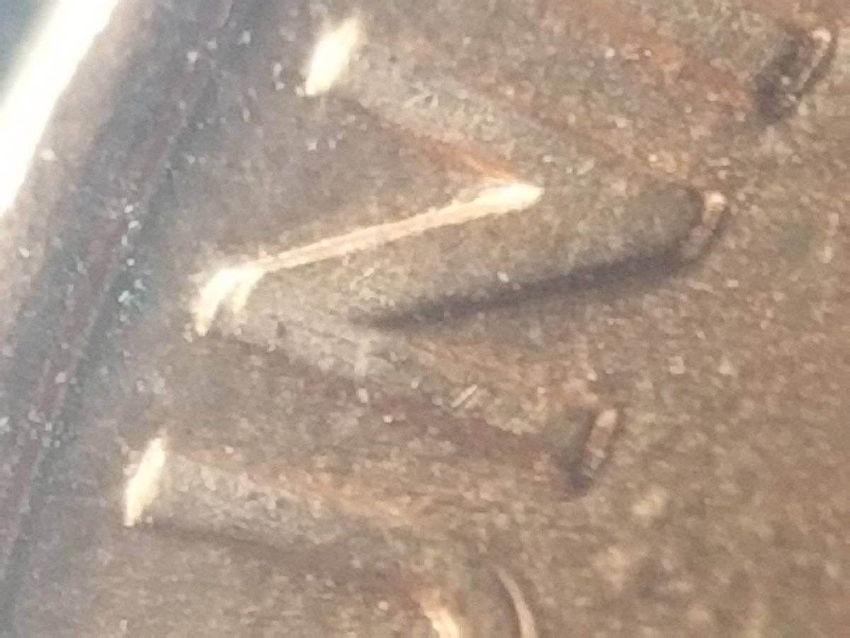 198]9-D-Lincoln-Penny-Double-Die?
