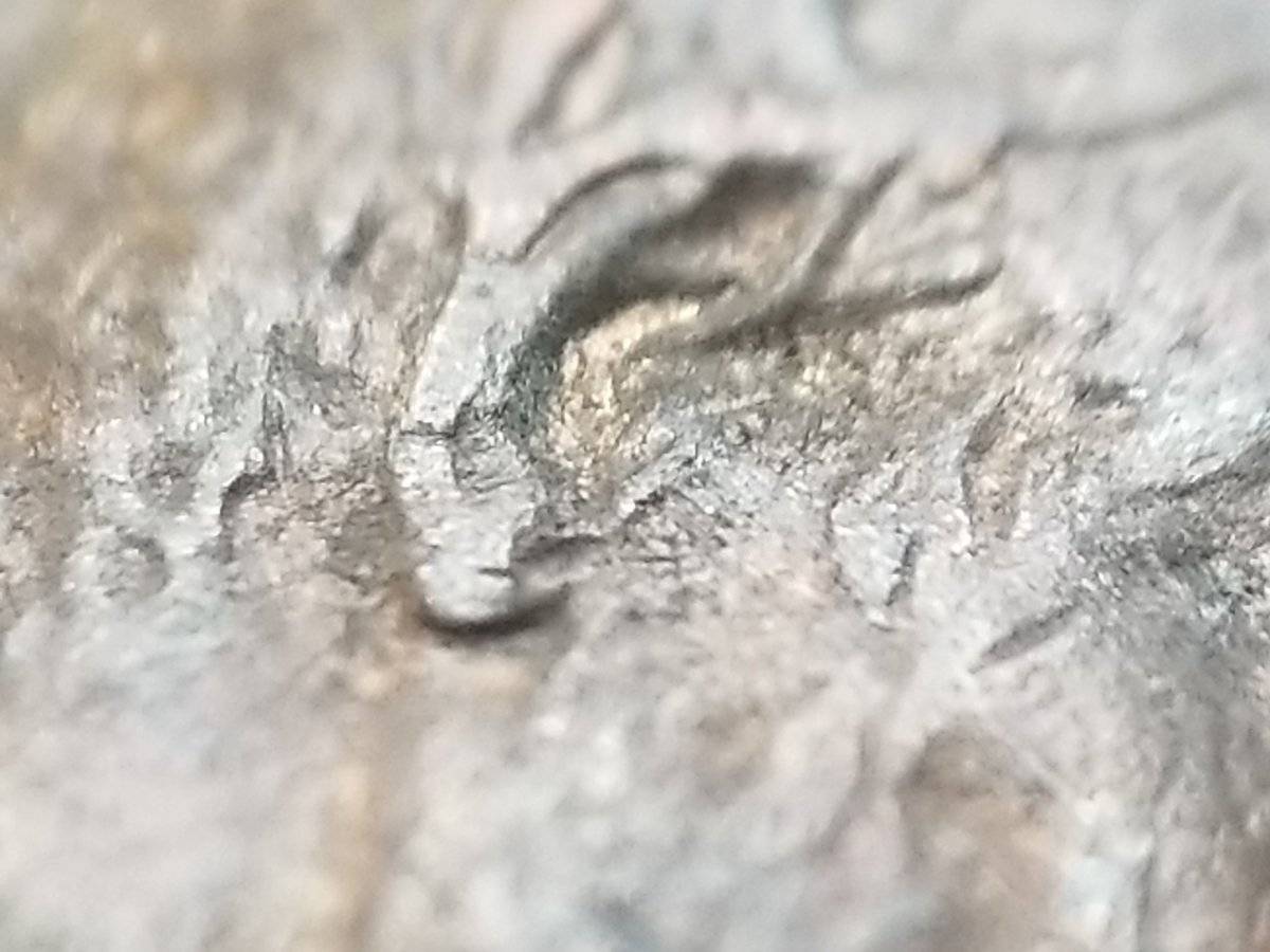 The-Infamous-1988-Philadelphia-Penny-Double-Ear?