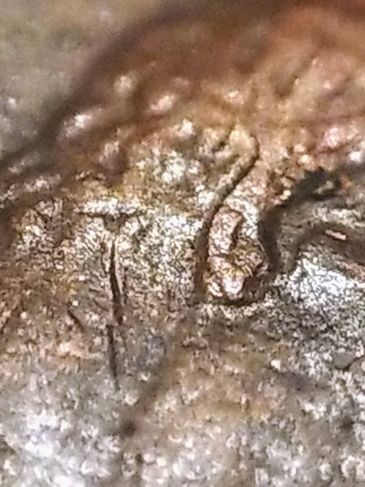 1988-D-Penny-Help-With-What-I-Have-Here