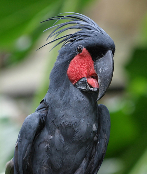 Post-Your-Bird-Coins