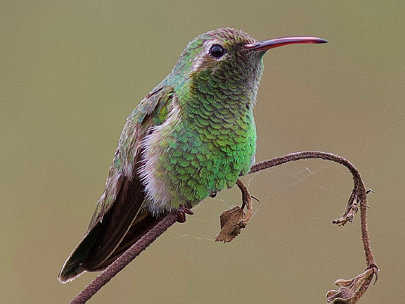 Post-Your-Bird-Coins