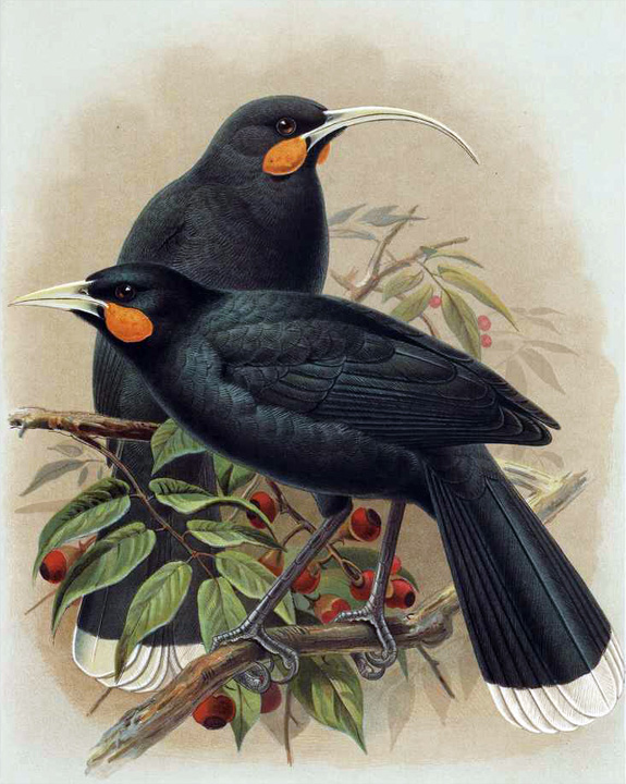 Post-Your-Bird-Coins
