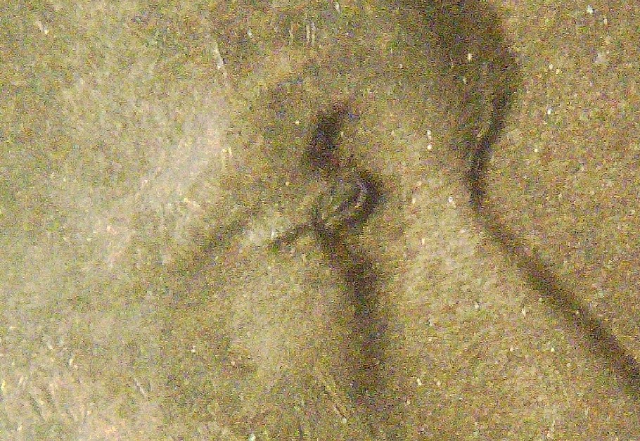 1955-S-Lincoln-Wheat-Cent