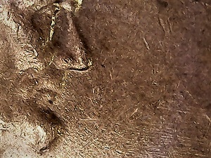 1969-D-LMC-Lincoln's-Faded-Coat-Under-The-Date,-Error?