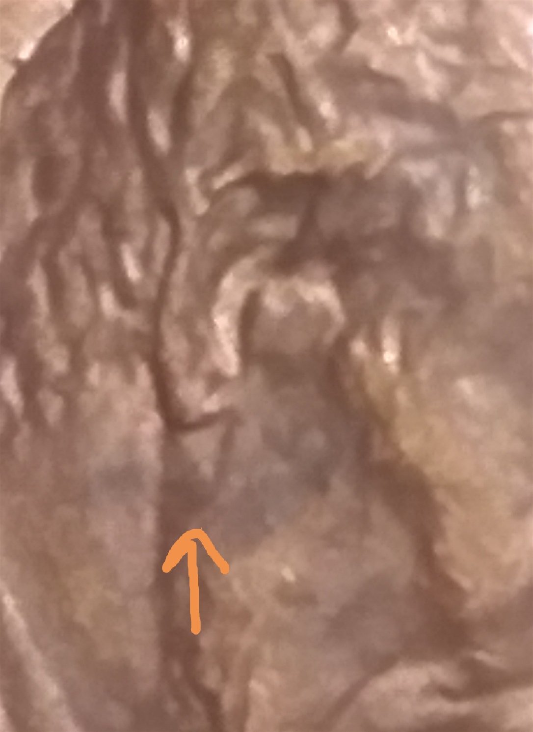 Possible-1988-Possible-Double-Ear-Need-Help!