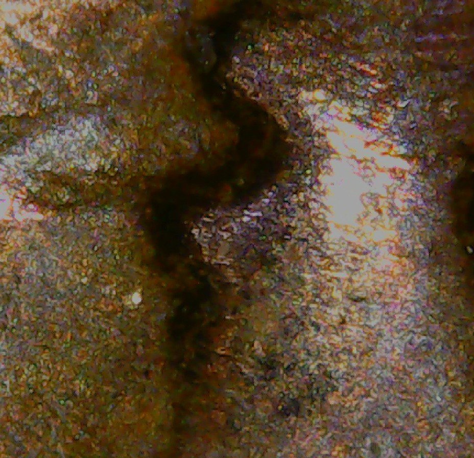 1964-D-LMC-Double-Eyelid
