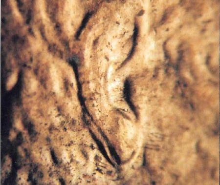 2004-D-LMC-Doubled-Ear?