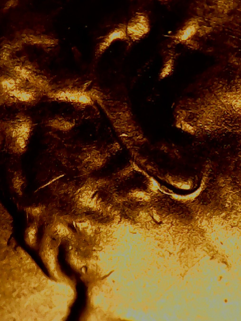 2020-D-LSC-Possible-New-Double-Earlobe-Listing