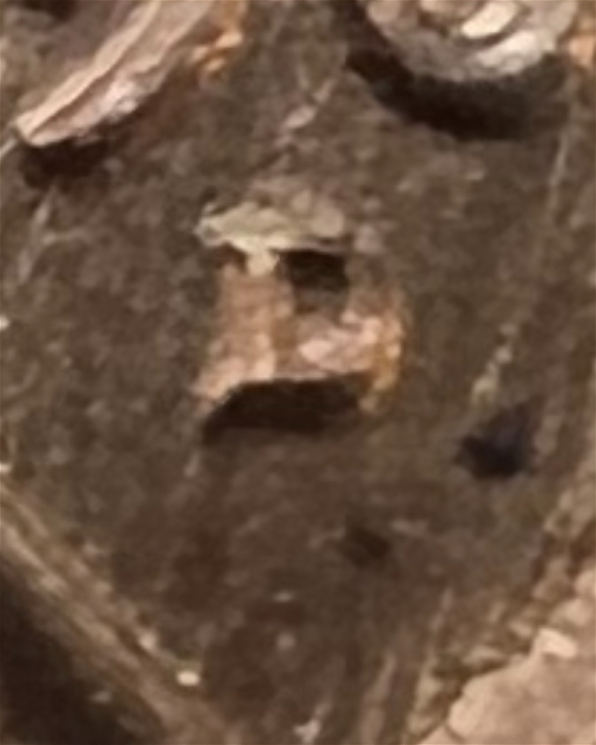 1960-Small-Date-D-Penny,-Doubling?
