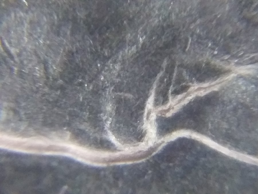1939-Nickel.-DDR?-I-Think-This-Maybe-An-Amazing-Find