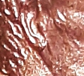 1988-P-Double-Ear?