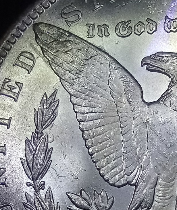 1882-CC-Bearded-Eagle?