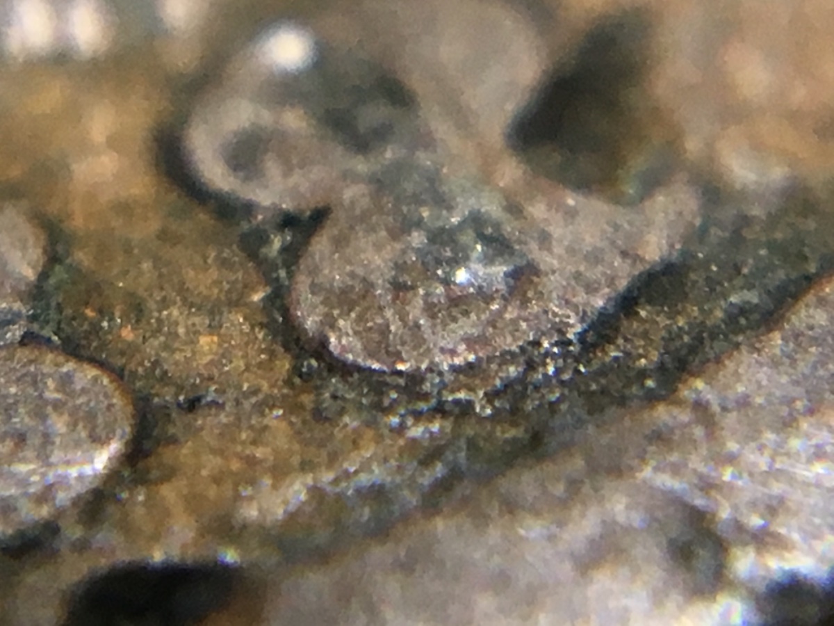 Very-Worn-&-Dirty-1888-Indian-Cent.-Any-Chance-It's-The-8/7-Overdate?