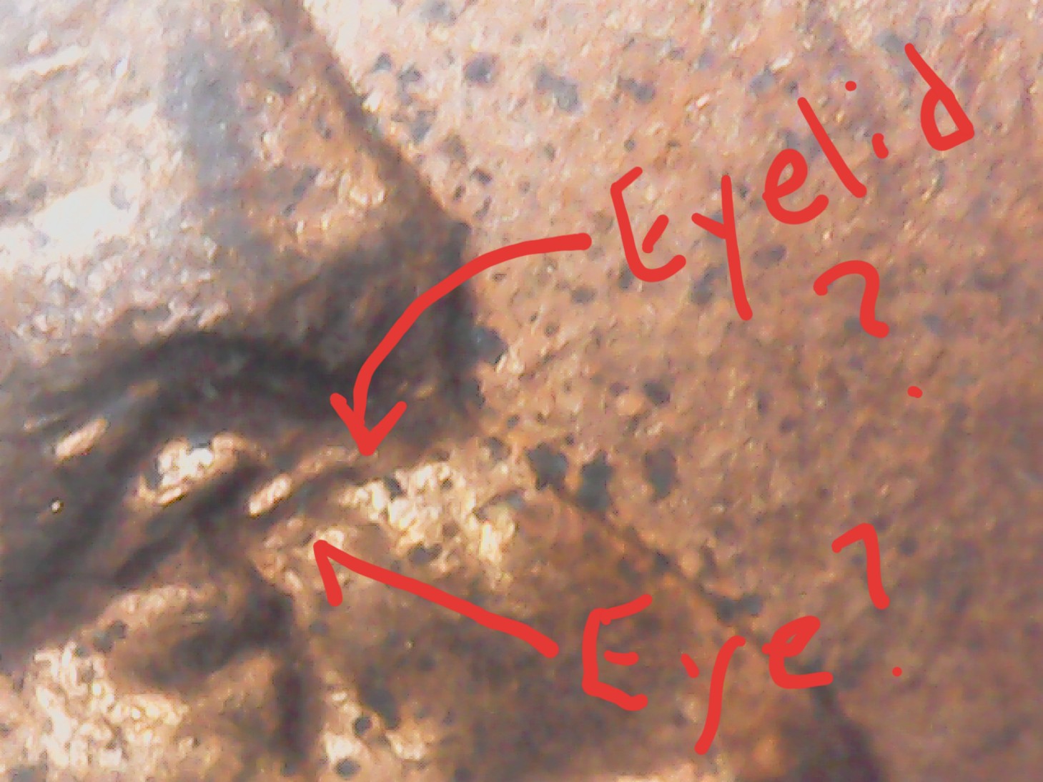 Eyelid-Doubled-Die-Lincoln-Cent..-Question