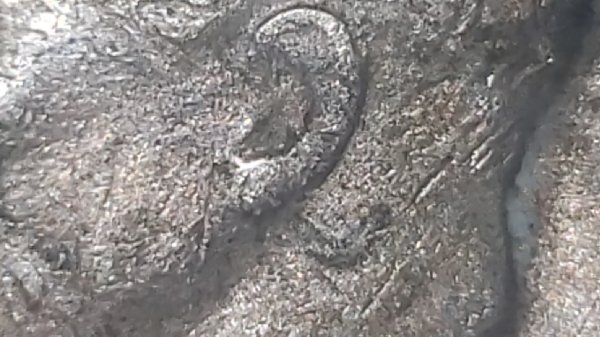 Help-Please-1976-Dime-Possible-Doubled-Earlobe?