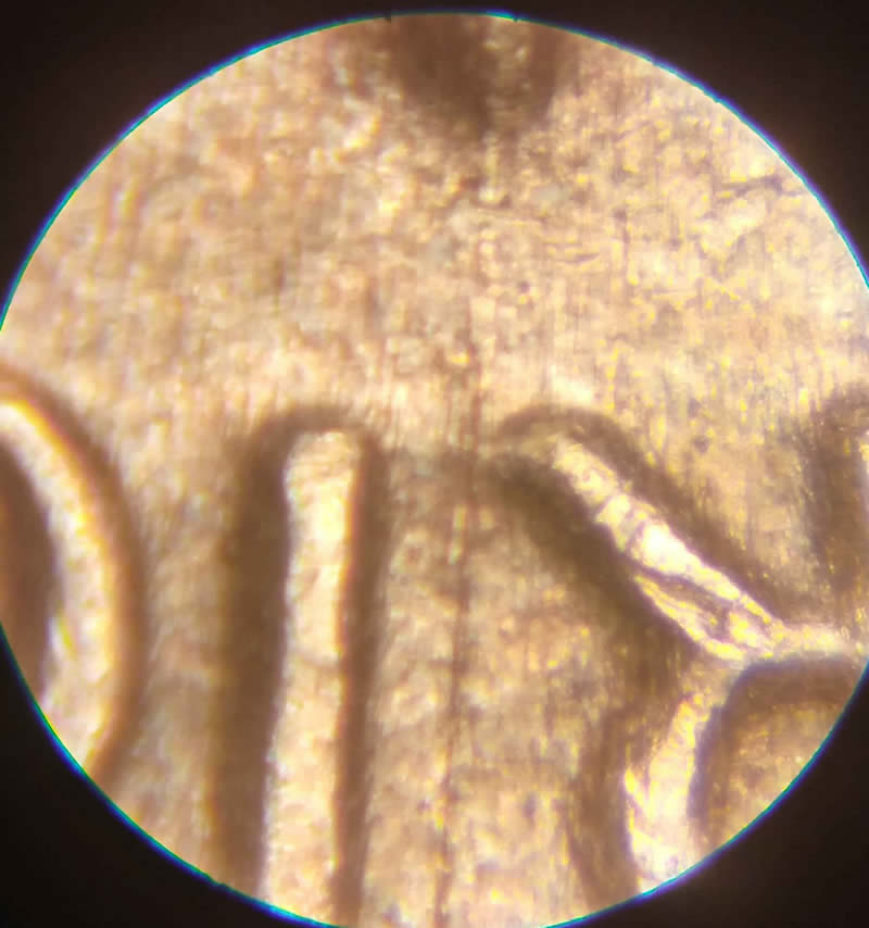 1982-Small-Date-Copper-Penny