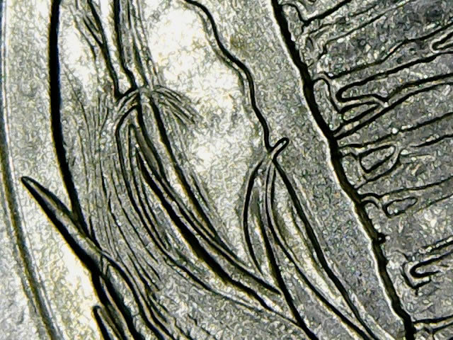 2015-P-Homestead--Quarter-That-Has-A-Unique-Mark-On-Its-Reverse....-DDR?