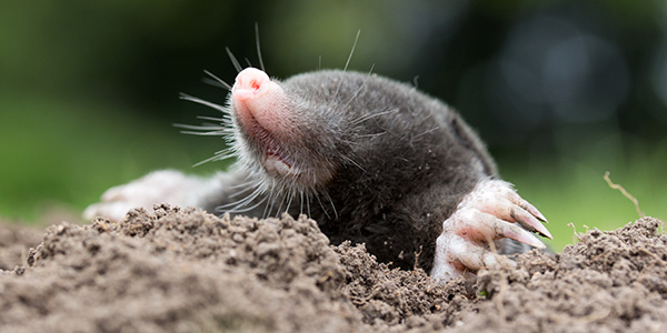 Who-Knew-That-Lincoln-Had-A-Mole