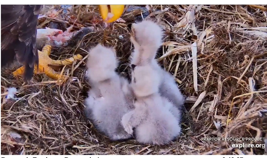 Eagle-Cam-In-Decorah-Iowa