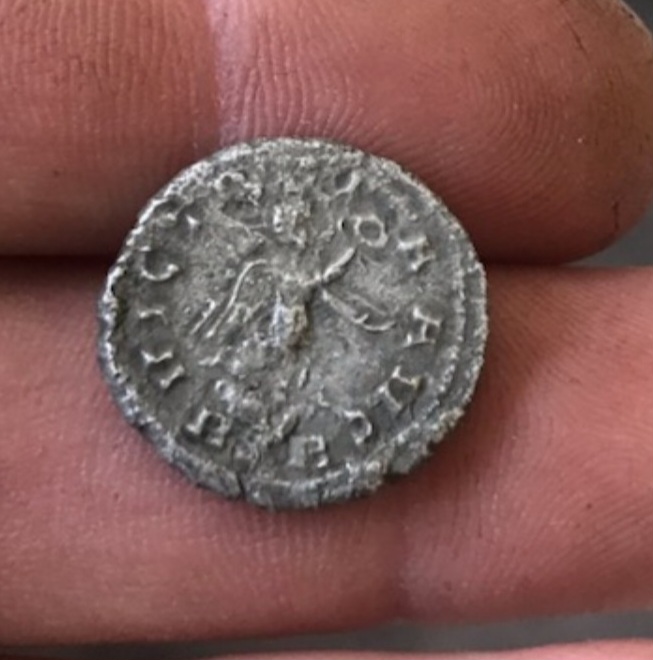 Help-With-A-Carausius