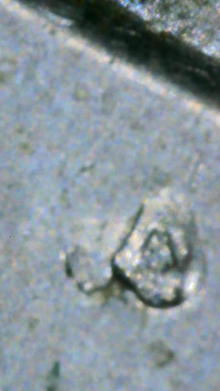 1982-Dime--Mint-Mark-Question