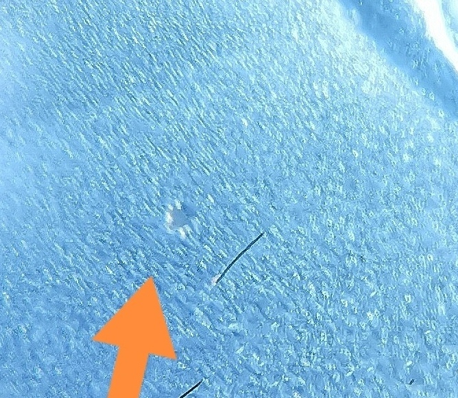 2021-Peace-Dollar-What-Is-This?