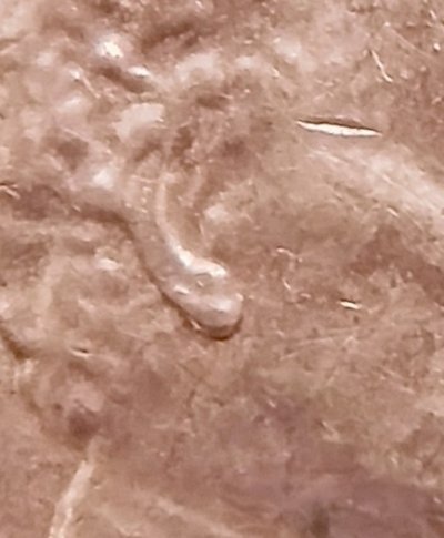 2016-D-Lincoln-Shield-Cent-Possible-DDO-And-New-DDR