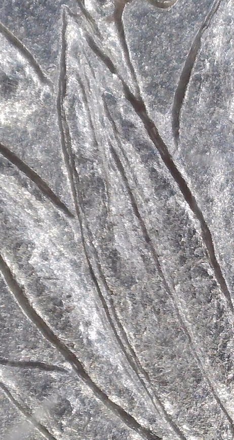 Morgan-1895-O-Again,-VAM-It