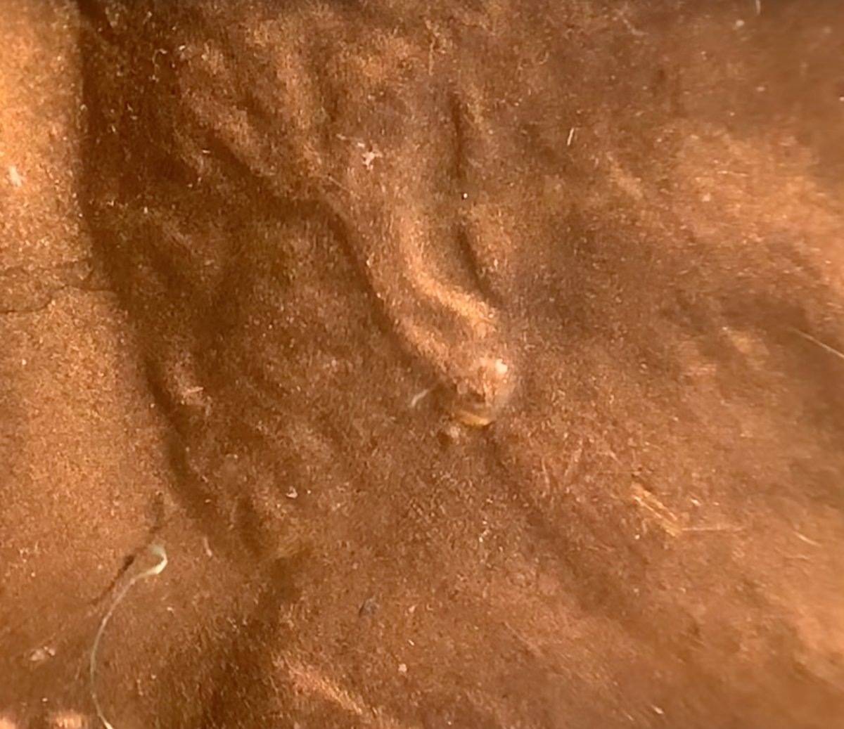Possible-1982-D-Lincoln-Cent-WDDO-003-Large-Date