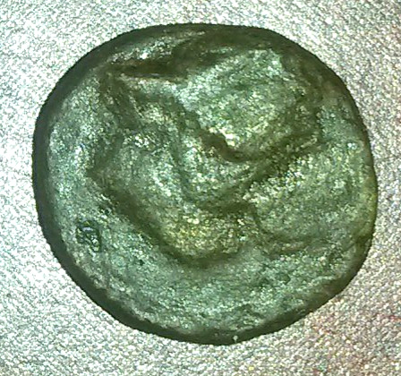 My-First-Animal-On-A-Coin.