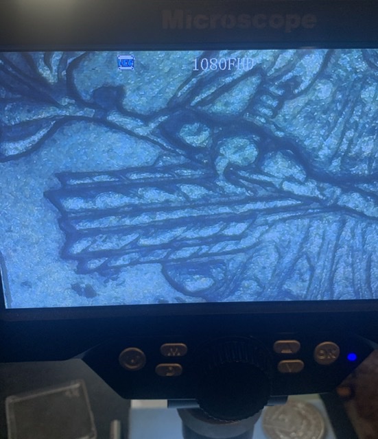 1878-7TF-Flared-Nostril?-Is-There-A-VAM?