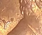 1991-And-1995-Lincoln-Penny-Wother-An-Extra-Hair-Curl