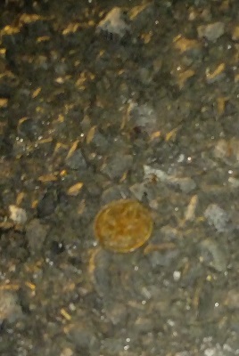 Post-Your-Stories-&-Pix-Of-Found-Money
