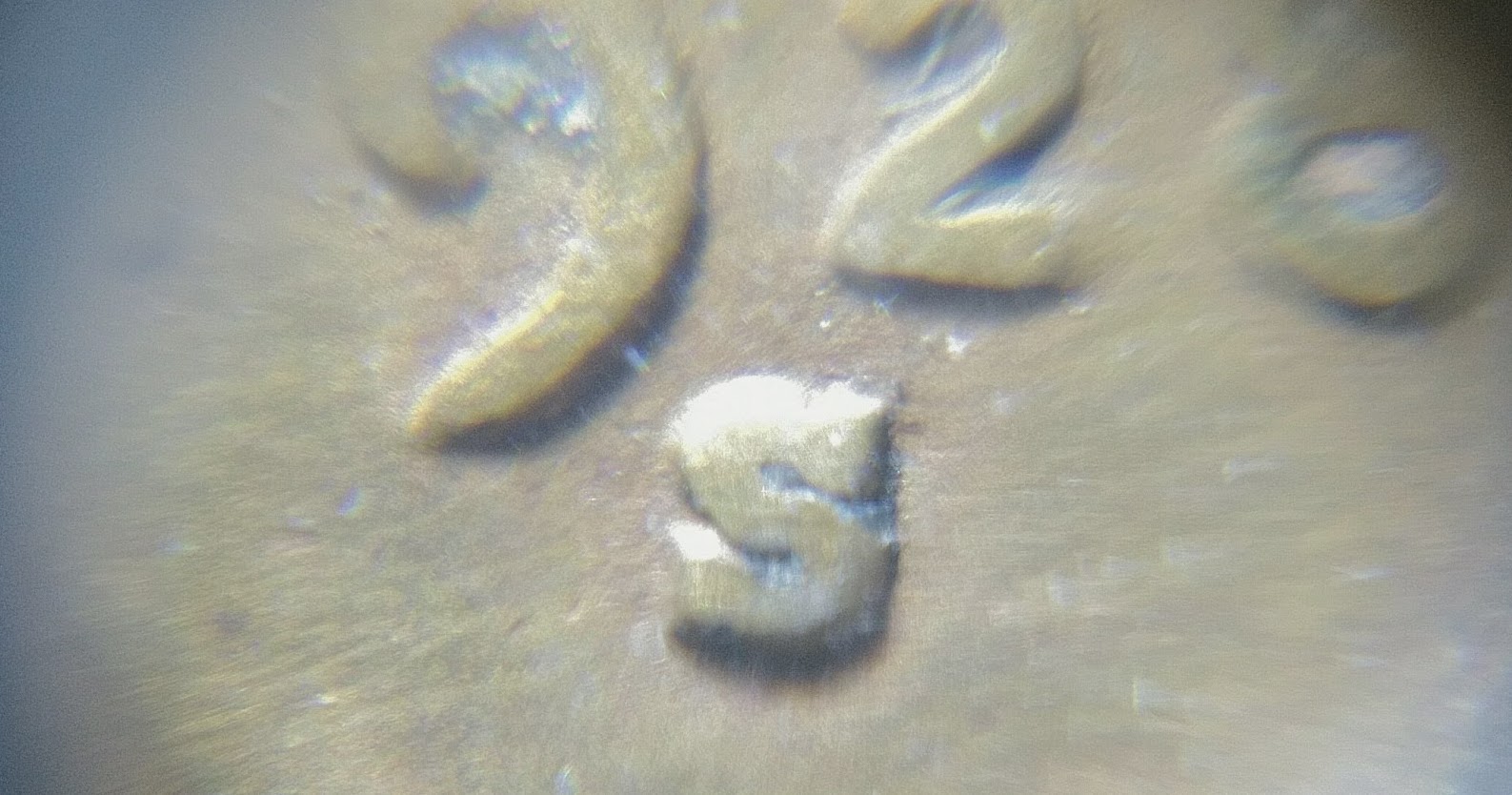1928-S-Wheat-Penny.-Is-This-The-Large-Date?