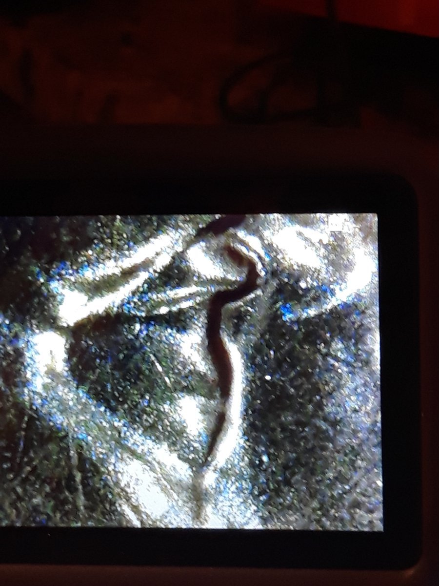 2001-D-LMC-Doubled-Eyelid-Or-Split-Plate-Bubbling?