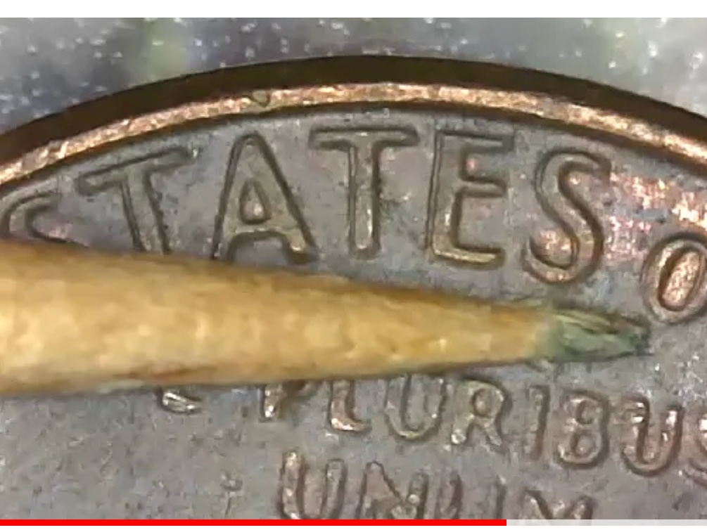 I-Have-A-1980-D-Penny-With-Doubling-On-The-Reverse-I've-Seen-One-Video-About-It-But-Nothing-Else