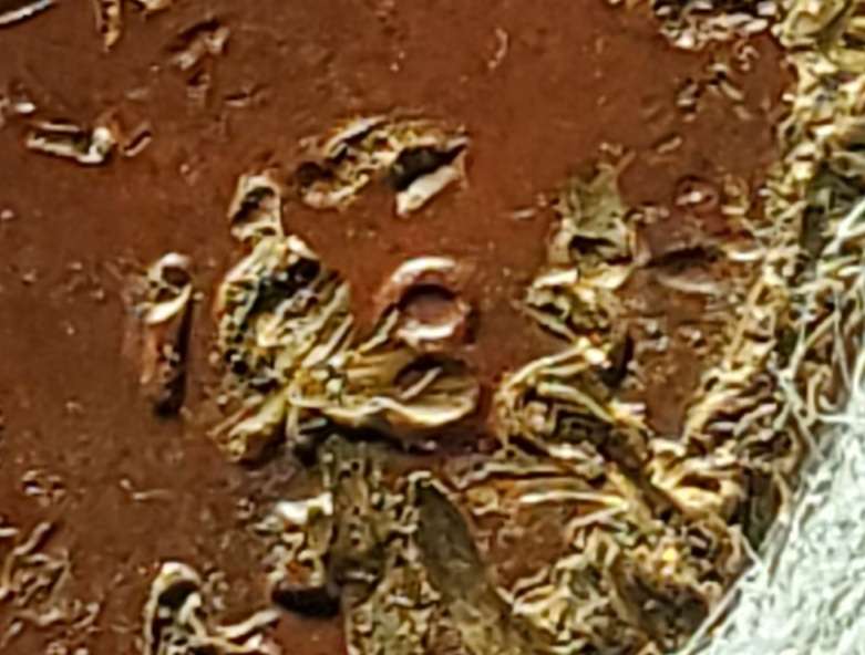 1982-D-Small-Date-Copper-Cent?