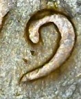 1919-P-Wheat-Cent-DDO