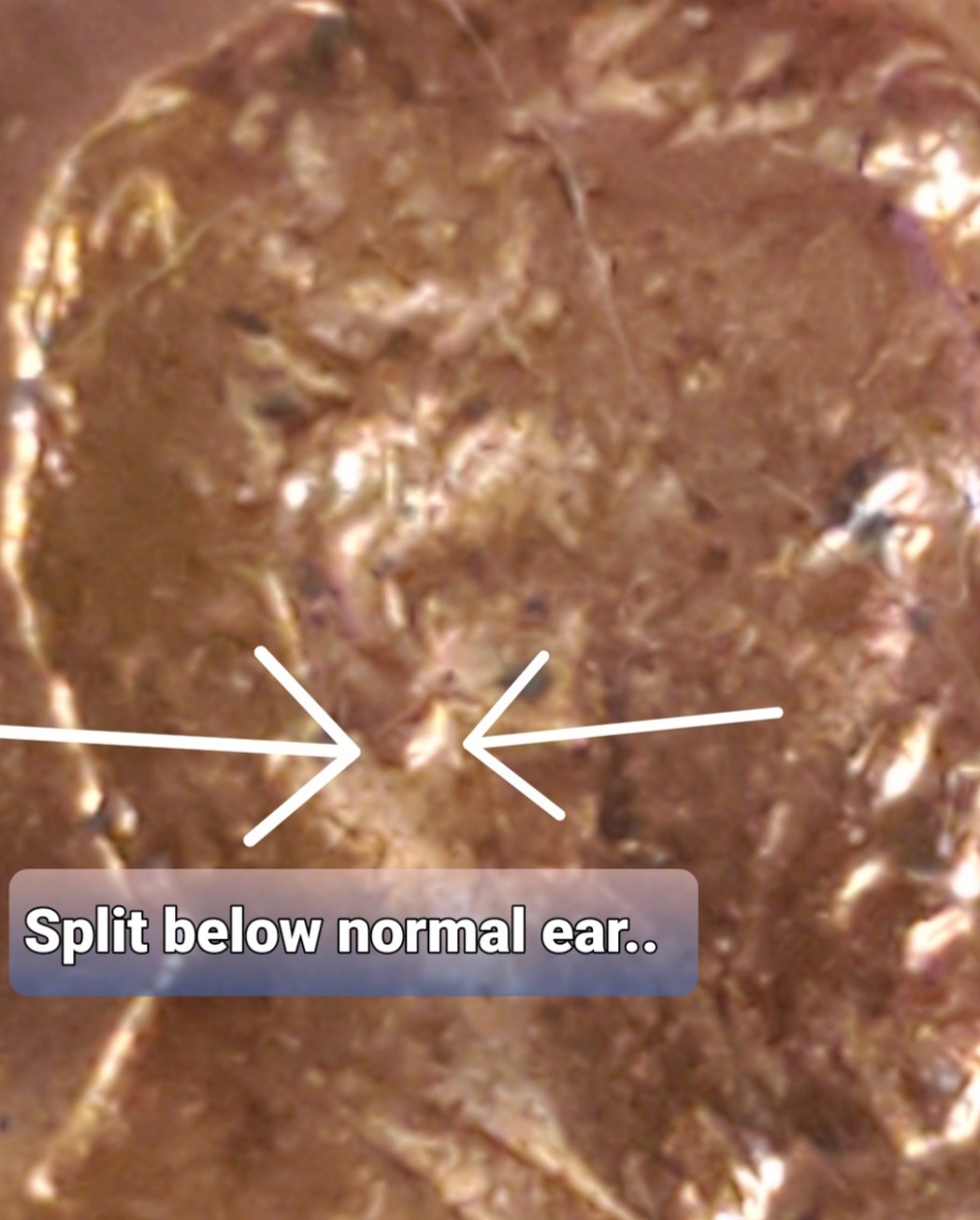 1989-D-Cent-Doubled-Lower-Ear-Lobe.