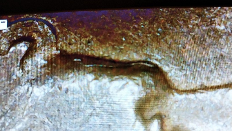Snake-Head-Lincoln-1938-Wheat-Penny