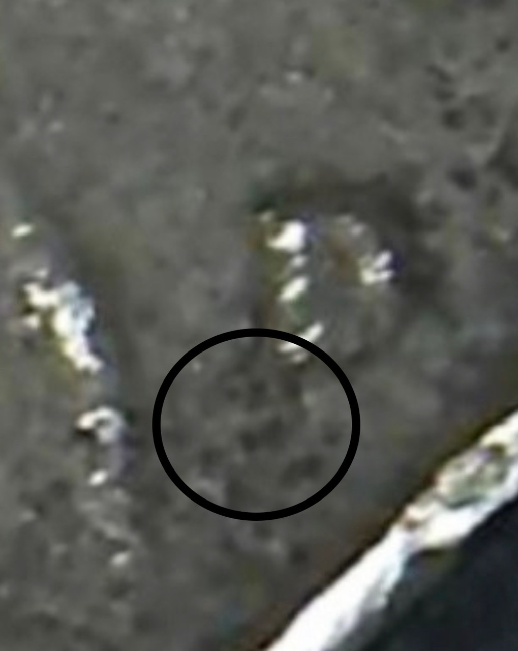 1968-D-Nickel,--Multi-Clashed-Or-Multi-Struck-In-Collar?--RPM-D-Over-S?