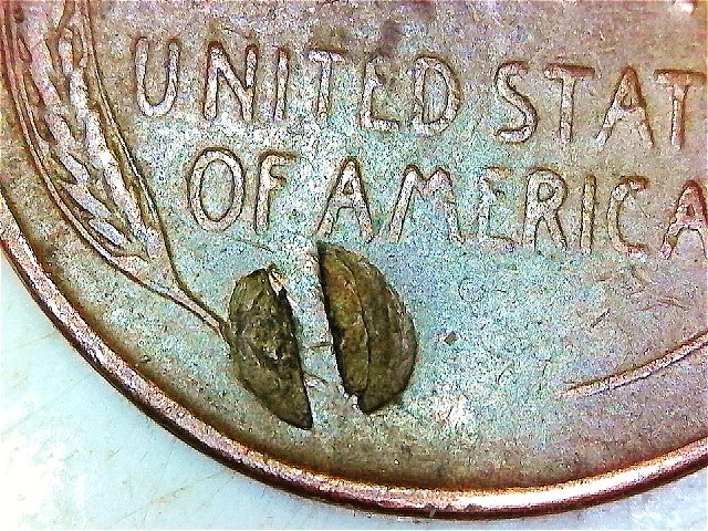 1953-D-Lincoln-Cent---Struck-Through-Or-Other-Problem-?