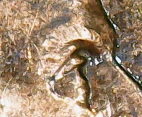 Needing-Help-With-A--2001-D-Lincoln-Penny-Is-This-Considered-DDO/Ddr