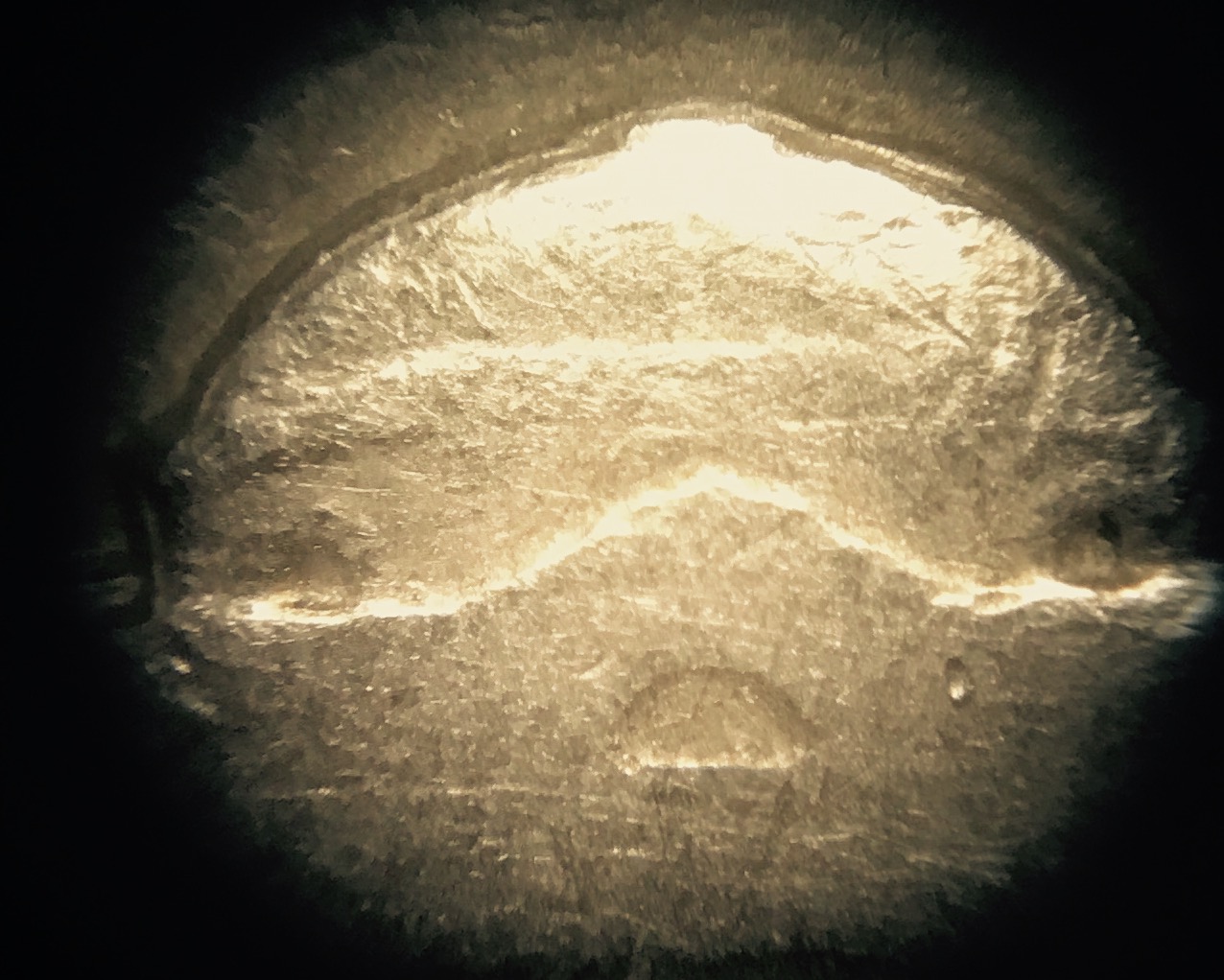 1961-Nickel-Thinking-Maybe-MD?