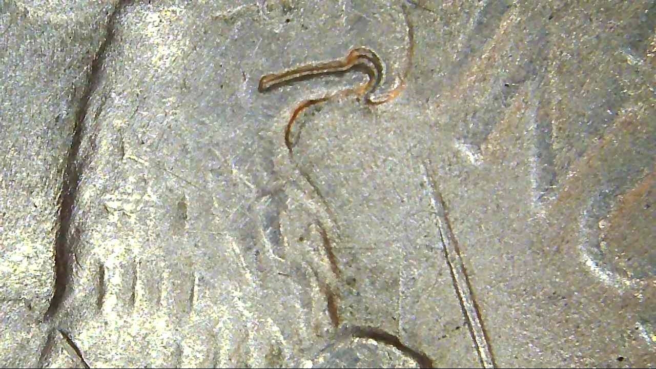 1922-P-Peace-Dollar-DDO-Pls-Help-ID-If-VAM