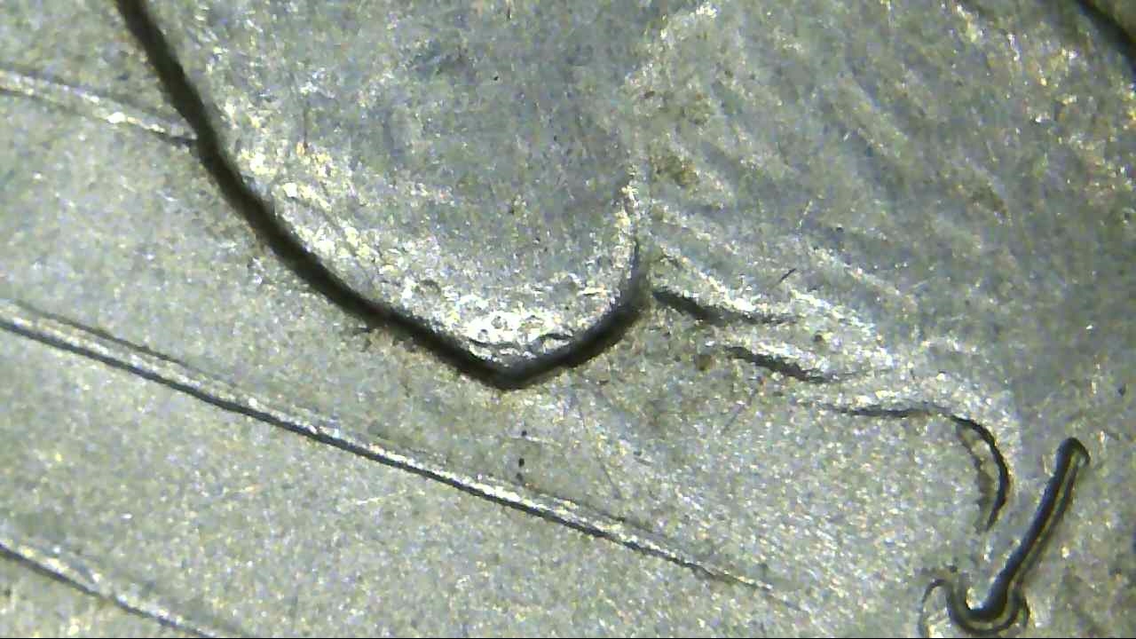 1922-P-Peace-Dollar-DDO-Pls-Help-ID-If-VAM