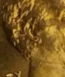 2012-LSC/Possible-Double-Ear?