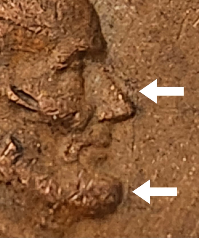 1981-D-Penny-DDO-And-DDR?