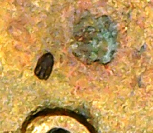 1938-Wheat-Miss-Placed-S-Mint-?